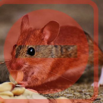 Brieza Energy Efficiency Services - Rodent proofing - Insulation Installation Near Me Brieza Energy Efficiency Services - Rodent proofing - Insulation Installation Near Me