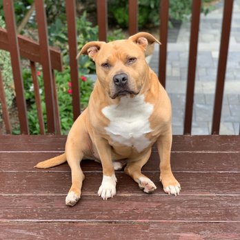 New York Bully Crew - Animal Shelters Near Me - Patchogue, New York