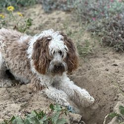Hales Australian Labradoodles