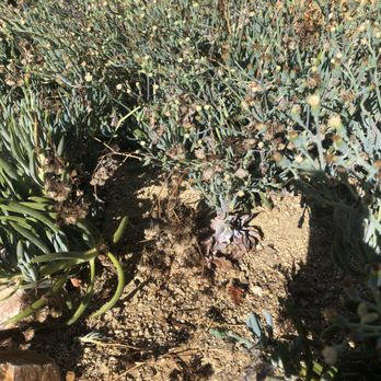 Four Guys Landscaping - Dead/dying succulent being overtaken by chalk fingers - Landscaping Near Me - National City, California