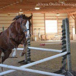 1 of the horses we are training