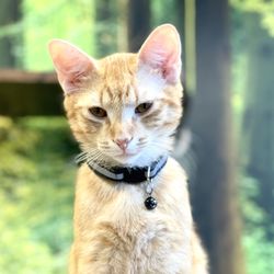 Catelowna Cat Cafe