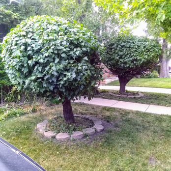 Robert's Lawn Care - a small tree in the middle of the yard - Lawn Services Near Me Robert's Lawn Care - a small tree in the middle of the yard - Lawn Services Near Me
