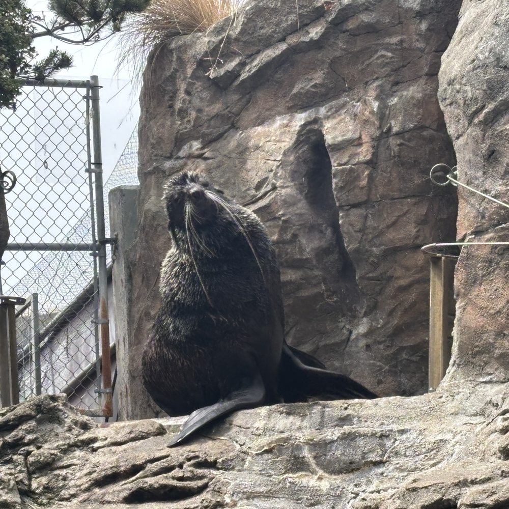Seattle Aquarium - Sea lion - Aquariums Near Me - Seattle, Washington Seattle Aquarium - Sea lion - Aquariums Near Me - Seattle, Washington