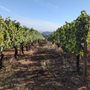 Photo of Torii Mor Winery