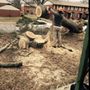Photo of Wiley's Landscaping & Tree Services