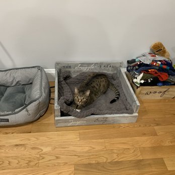 AR Workshop Staten Island - 1/3 pets loving their bed so far! - Art Classes Near Me - Staten Island, New York