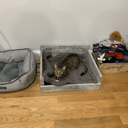 AR Workshop Staten Island - 1/3 pets loving their bed so far!