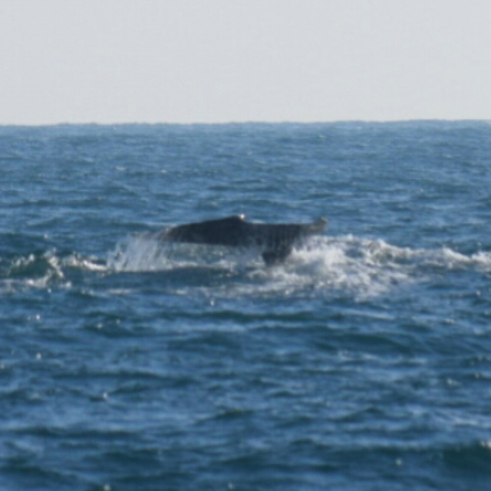SF Bay Whale Watching - Tours Near Me - San Francisco, California SF Bay Whale Watching - Tours Near Me - San Francisco, California