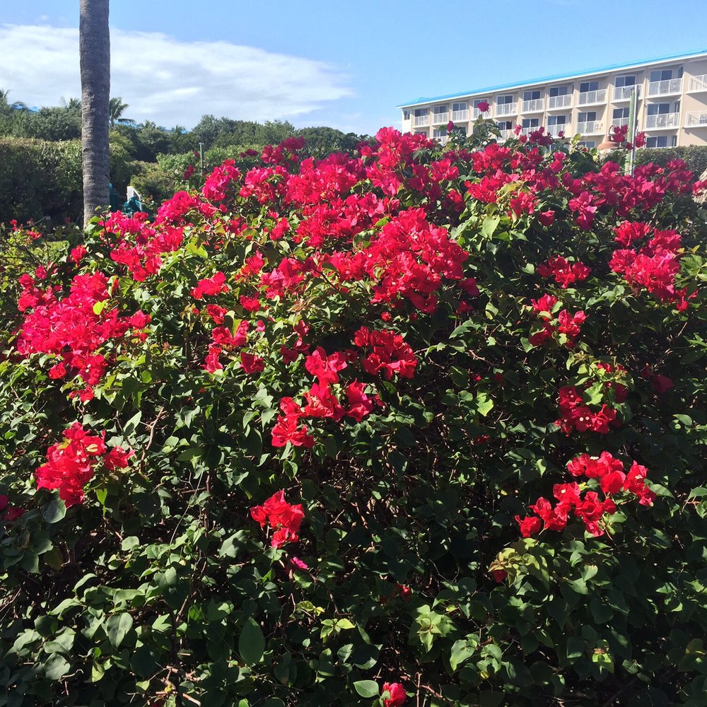 Ocean Pointe Suites at Key Largo - Beautiful grounds at ocean pointe - Hotels Near Me - Key Largo, Florida Ocean Pointe Suites at Key Largo - Beautiful grounds at ocean pointe - Hotels Near Me - Key Largo, Florida