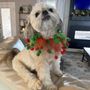 Photo of Dog And Suds Pet Spa