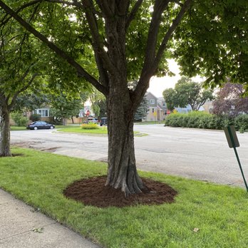 F Gomez Landscaping - Mulched around trees in parkway - Landscaping Near Me - Chicago, Illinois