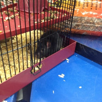 Petco - Adoptions who likes Rats - Pet Stores Near Me - Bakersfield, California Petco - Adoptions who likes Rats - Pet Stores Near Me - Bakersfield, California