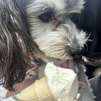 Andy's Frozen Custard - Free pup cone - Desserts Near Me - Oswego, Illinois Andy's Frozen Custard - Free pup cone - Desserts Near Me - Oswego, Illinois