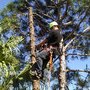 Photo of Left Coast Tree Service