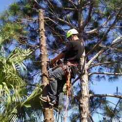 Left Coast Tree Service - Tree removal is specialty