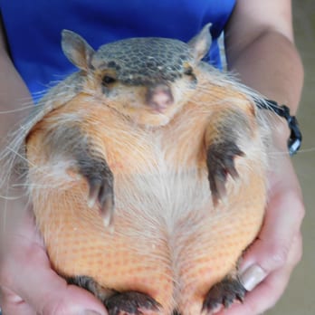 Wild Wonders - Armadillo! - Zoos Near Me - Bonsall, California Wild Wonders - Armadillo! - Zoos Near Me - Bonsall, California