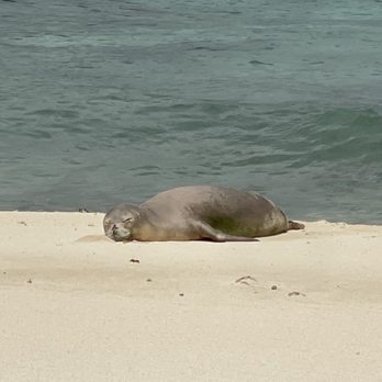Kailua Beach Adventures - Monk seal enjoying the beach - Bike Rentals Near Me - Kailua, Hawaii Kailua Beach Adventures - Monk seal enjoying the beach - Bike Rentals Near Me - Kailua, Hawaii
