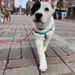 Fetch the Leash