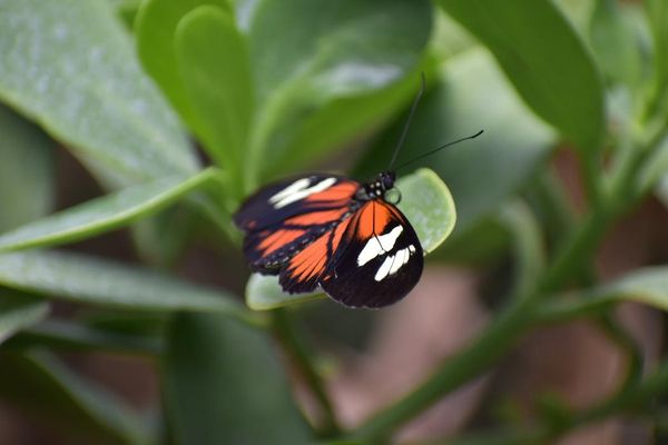 Texas Discovery Gardens at Fair Park by null