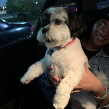 Desired Styles Pet Grooming - Mozzy, freshly groomed with cute purple bows. - Pet Groomers Near Me - Jurupa Valley, California