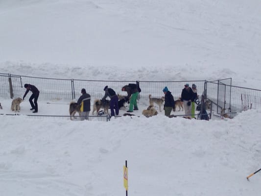 Le Mouton Noir by null