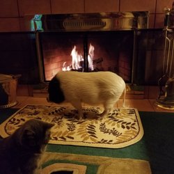 Texas Tiny Pigs