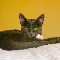 holistic cat vet near me