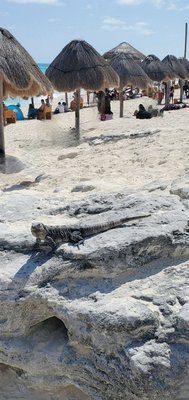 Dolphins Beach by null