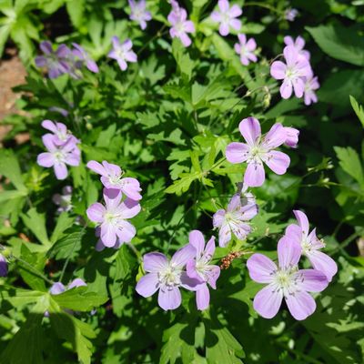 Marian Coffin Gardens at Gibraltar by null