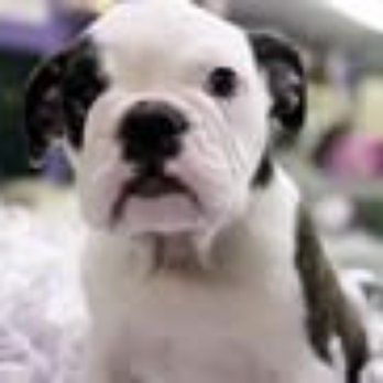 Pet Express - Pet Stores Near Me - Lynn, Massachusetts Pet Express - Pet Stores Near Me - Lynn, Massachusetts