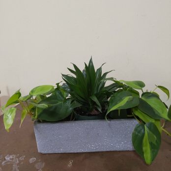 Pike Nurseries - Nurseries & Gardening Near Me - Atlanta, Georgia