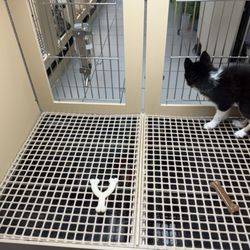 Petland Buford Mall of Georgia
