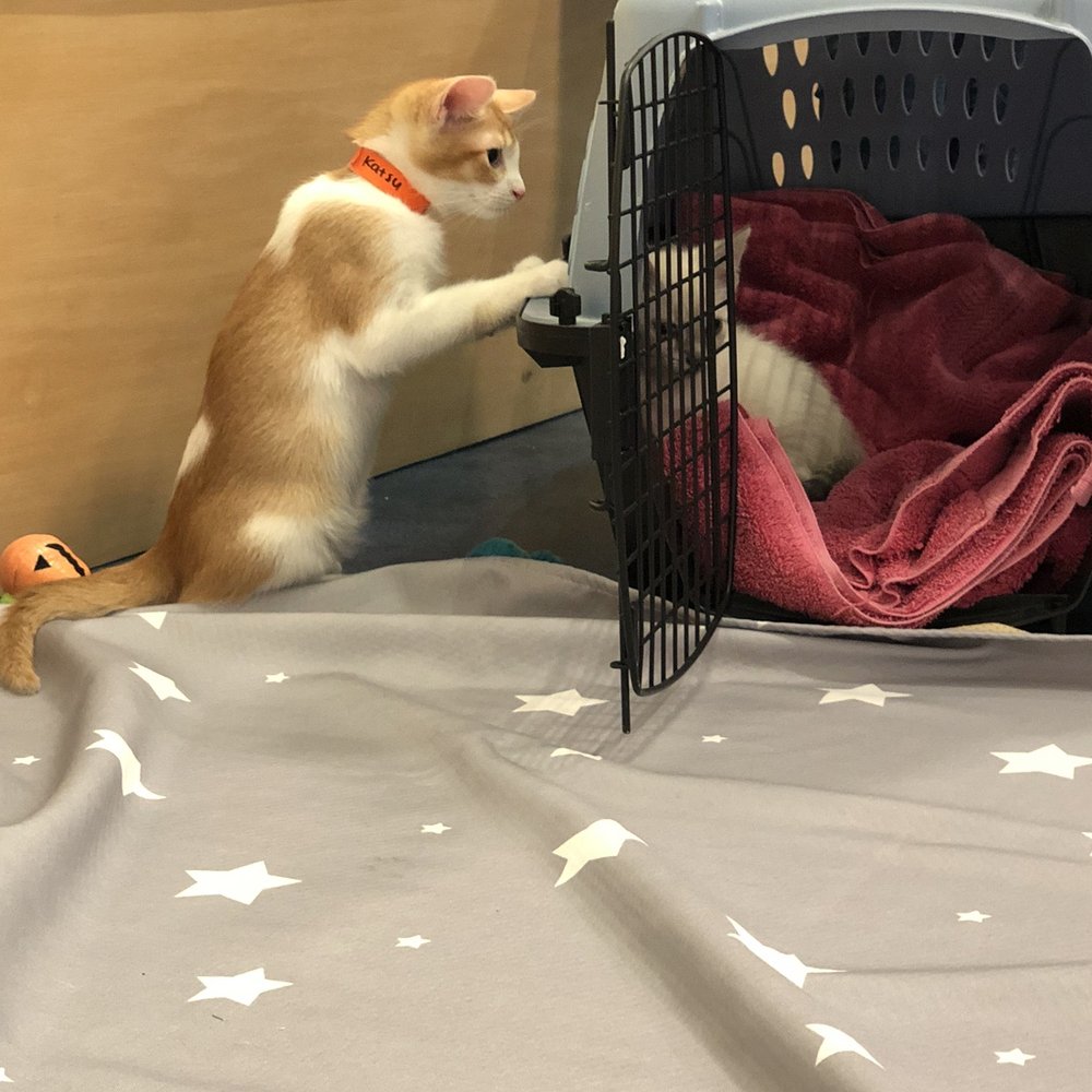 Mini Cat Town - Pet Adoption Near Me - San Jose, California Mini Cat Town - Pet Adoption Near Me - San Jose, California