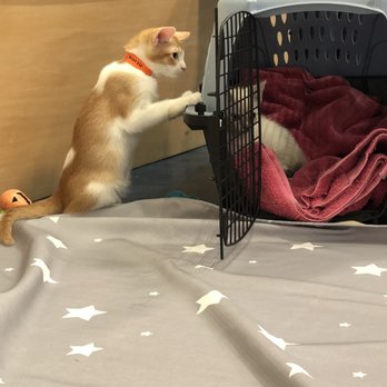 Mini Cat Town - Pet Adoption Near Me - San Jose, California