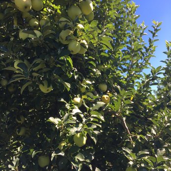 Linvilla Orchards - Farmers Market Near Me - Media, Pennsylvania