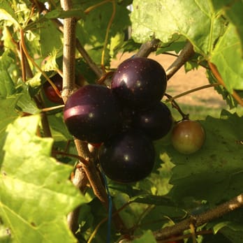 Todd Farms - Muscadines and Scuppernongs - Cafes Near Me - Headland, Alabama Todd Farms - Muscadines and Scuppernongs - Cafes Near Me - Headland, Alabama