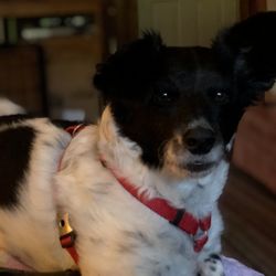 Midway Animal Clinic - My sweet boy!