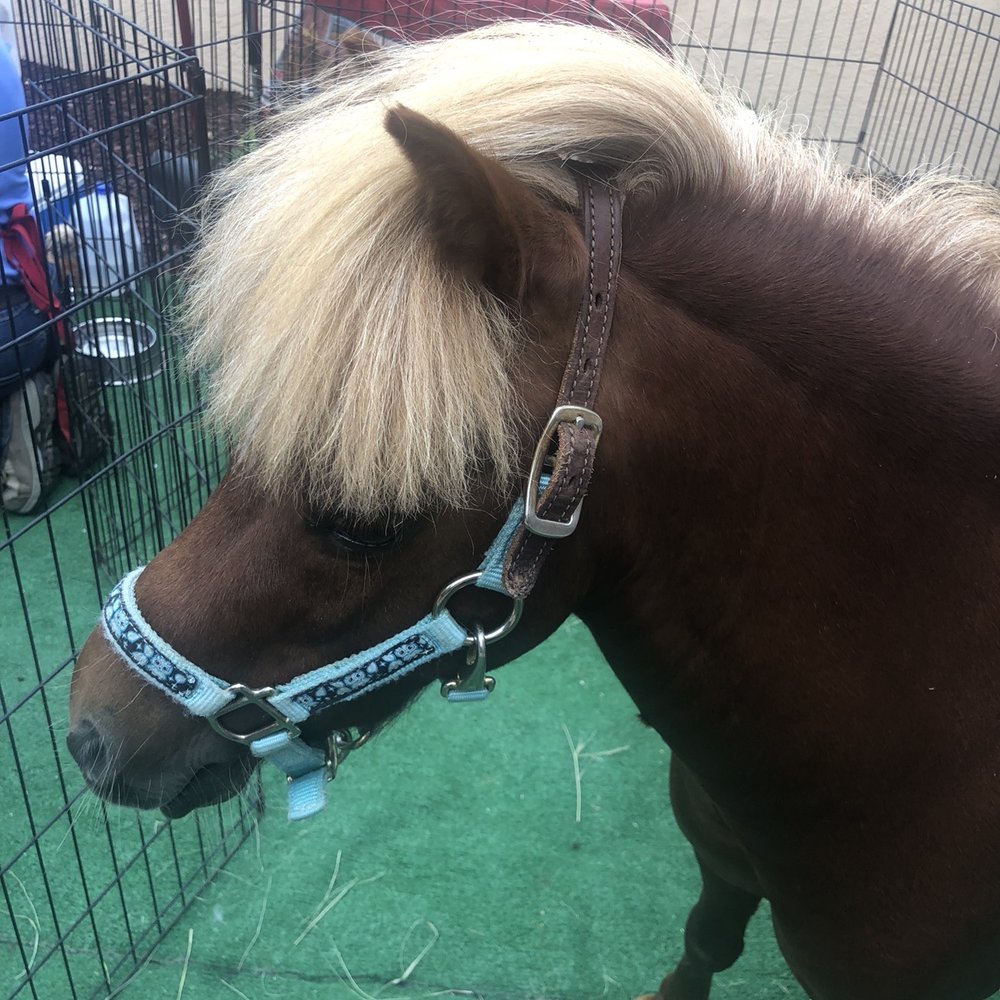 Cindy Lu's Petting Zoo - Petting Zoos Near Me Cindy Lu's Petting Zoo - Petting Zoos Near Me