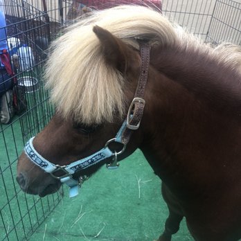 Cindy Lu's Petting Zoo - Petting Zoos Near Me Cindy Lu's Petting Zoo - Petting Zoos Near Me