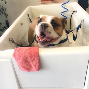 That Dog Wash - Pet Groomers Near Me - Omaha, Nebraska That Dog Wash - Pet Groomers Near Me - Omaha, Nebraska