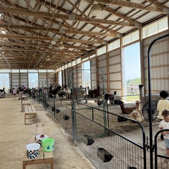 Black Barn Alpacas - Attraction Farms Near Me - Finksburg, Maryland