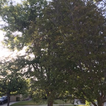 Anderson's Tree Care Specialists - Before tree pruning. - Tree Services Near Me - San Jose, California