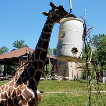 Blank Park Zoo - Giraffe - Zoos Near Me - Des Moines, Iowa Blank Park Zoo - Giraffe - Zoos Near Me - Des Moines, Iowa