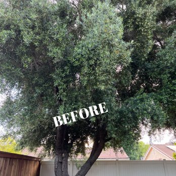 Redwood Arbor Care - Tree Services Near Me Redwood Arbor Care - Tree Services Near Me