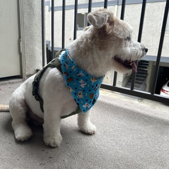 Amazing Tails - Pet Groomers Near Me - Los Angeles, California Amazing Tails - Pet Groomers Near Me - Los Angeles, California