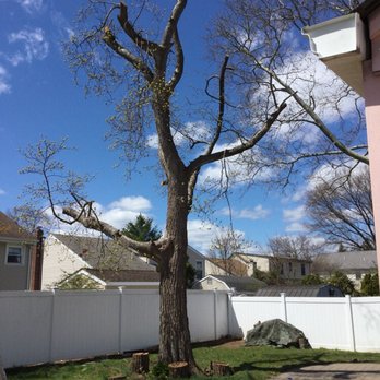 O'Brother Tree Service - After O'Brother Tree Service - Tree Services Near Me - Bergenfield, New Jersey O'Brother Tree Service - After O'Brother Tree Service - Tree Services Near Me - Bergenfield, New Jersey