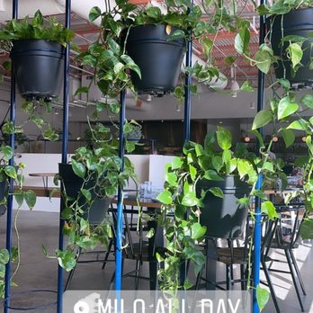Milo - Breakfast & Brunch Near Me - Waco, Texas