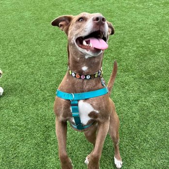 Tefani & So. Dogcare - Pet Sitting Near Me - San Francisco, California Tefani & So. Dogcare - Pet Sitting Near Me - San Francisco, California