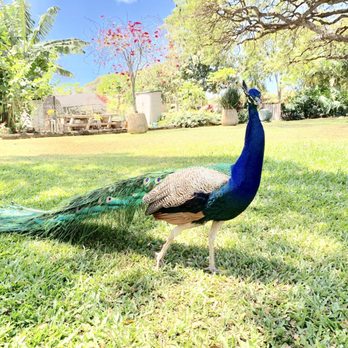 Honolulu Zoo - Zoos Near Me - Honolulu, Hawaii